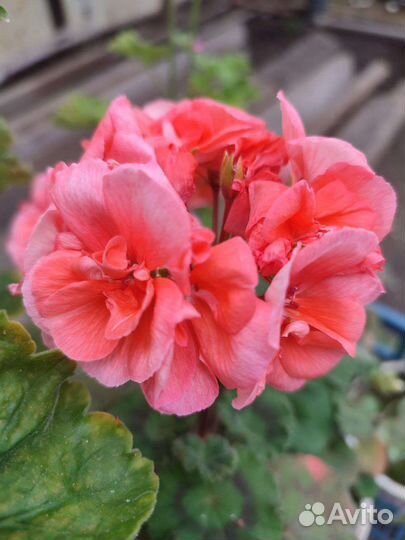 Пеларгония, герань