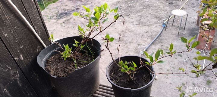 Актинидия пурпурносадова