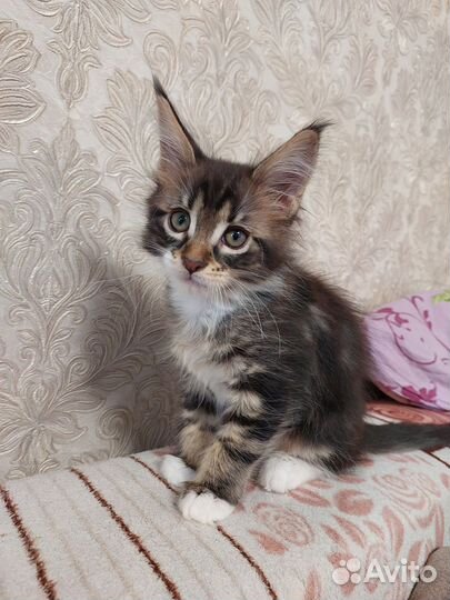 Котята мейн-кун