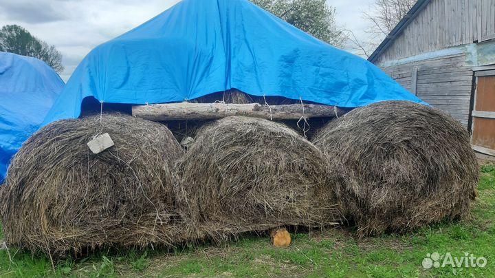 Сено в рулонах
