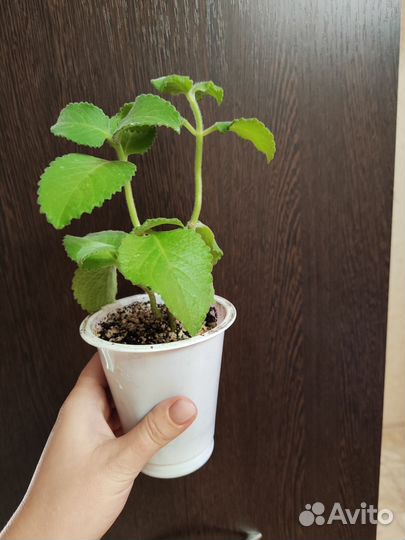 Плектрантус