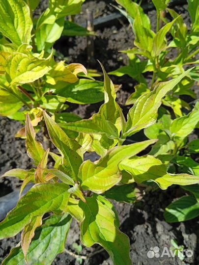 Продам садовые растения