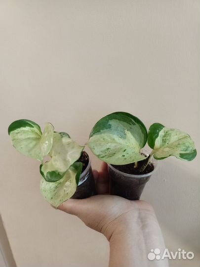 Эпипремнум марбл apple