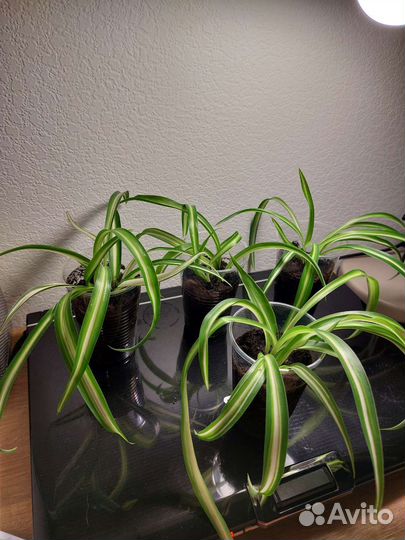 Хлорофитум кудрявый