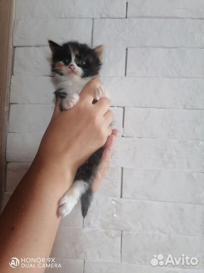 Котенок девочка трехцветная