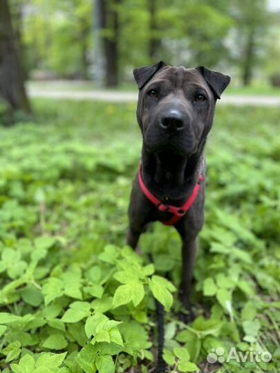 Метис шарпея в приюте ждет семью