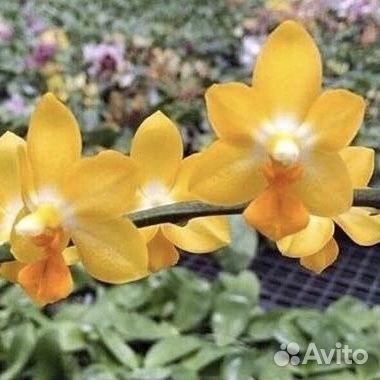 Орхидея Phal Yaphon Lobispis X Tying Shin Cupid
