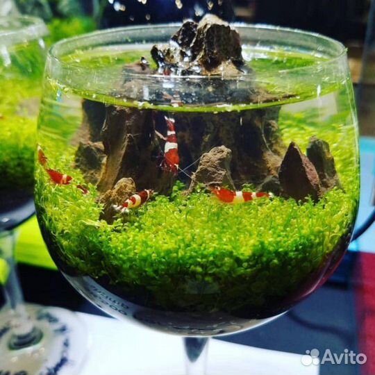 Аквариумы Бокалы от 1 до 20л