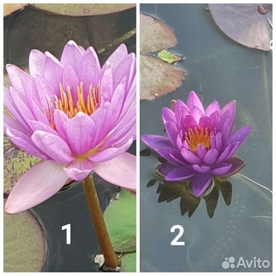 Нимфея водные лилии