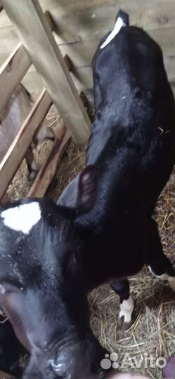 Телёнок на откорм, телка на покрытие