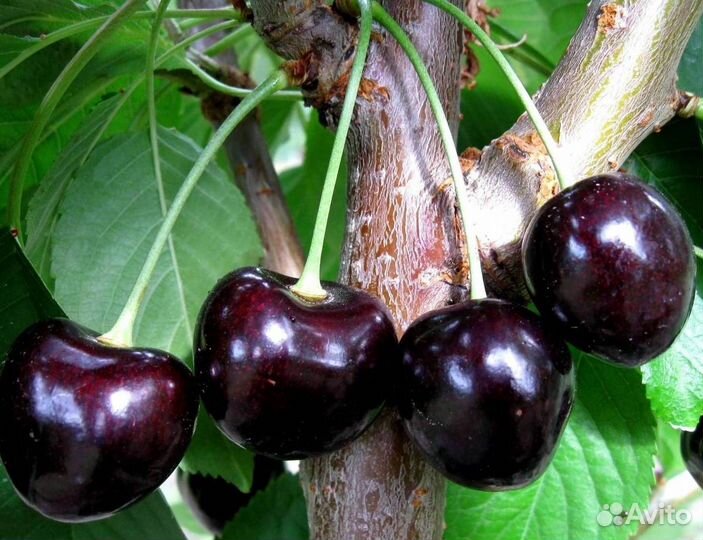 Саженцы вишни Шоколадница