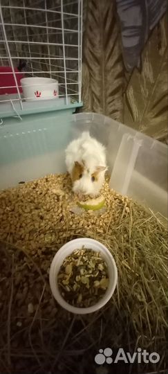 Морская свинка девочка