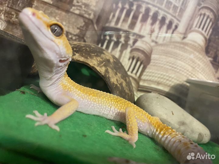 Геккон эублефар