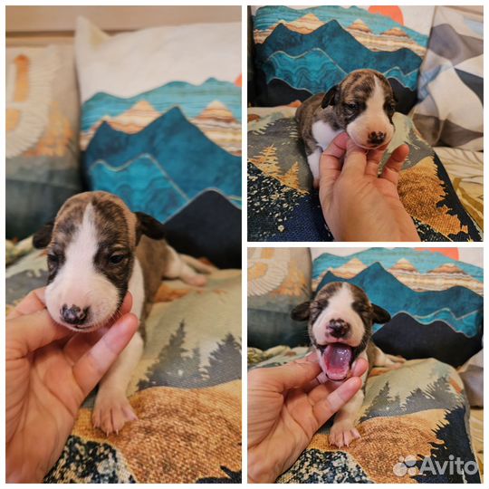 Щенки уиппета