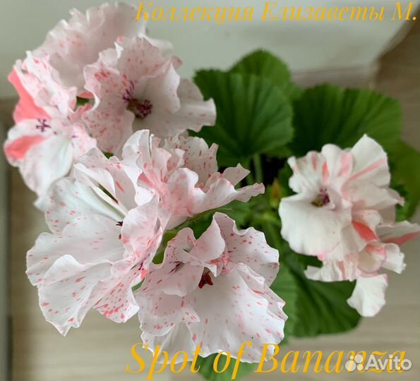 Пеларгония сортовая(черенки укорененные)