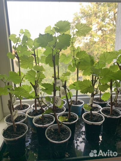 Саженцы винограда,Августин