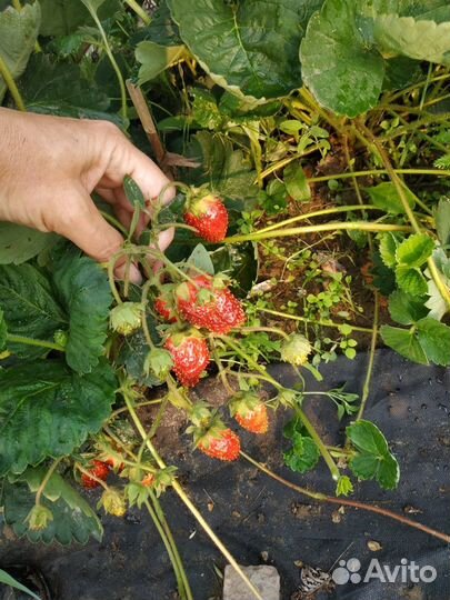 Земклуника 