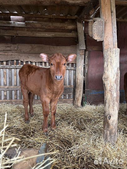 Коровы и Телки красно-степной породы