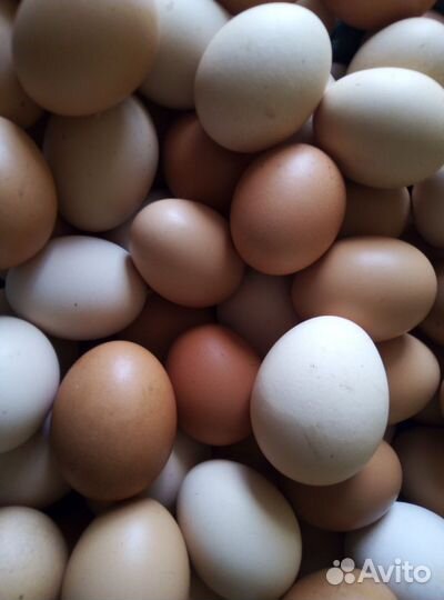 Домашние куриные яйца
