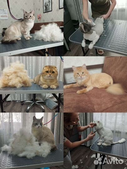 Грумер. Стрижка собак и кошек. Груминг