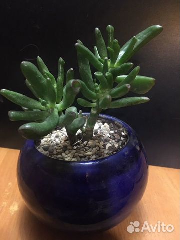 Толстянка, крассула Хоббит