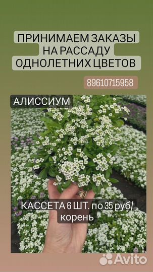 Рассада петунии