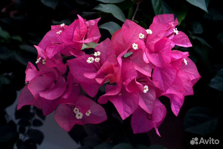 Бугенвиллия