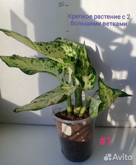 Диффенбахия Ами (кустовая)