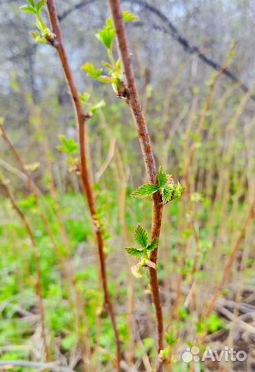 Кустарники