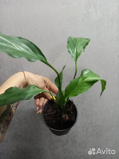 Спатифилум даймонд