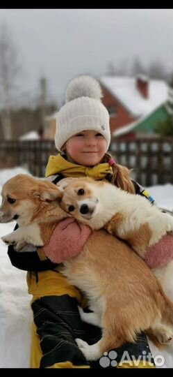 Вельш-корги пемброк девочка