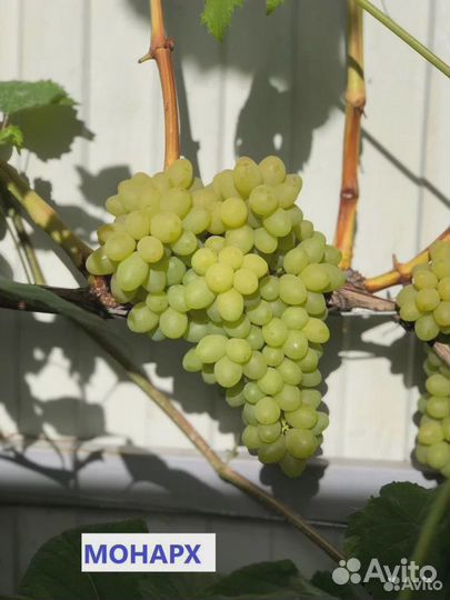 Саженцы и черенки винограда