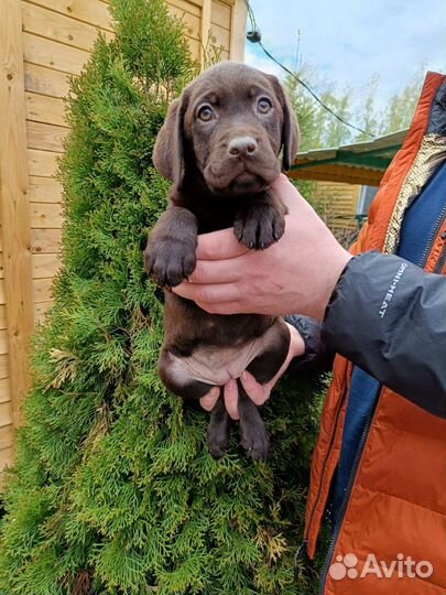 Лабрадор щенки девочки с документами