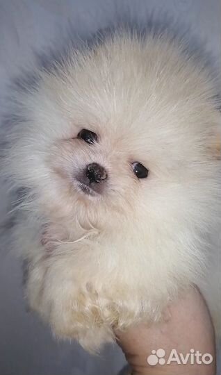 Шпицы девочки