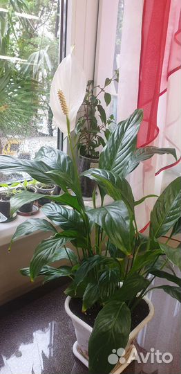 Спатифиллум