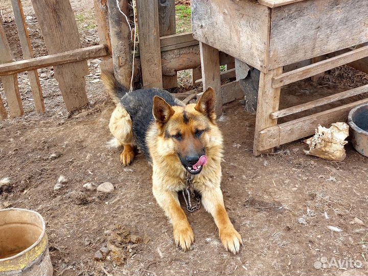 Немецкая овчарка