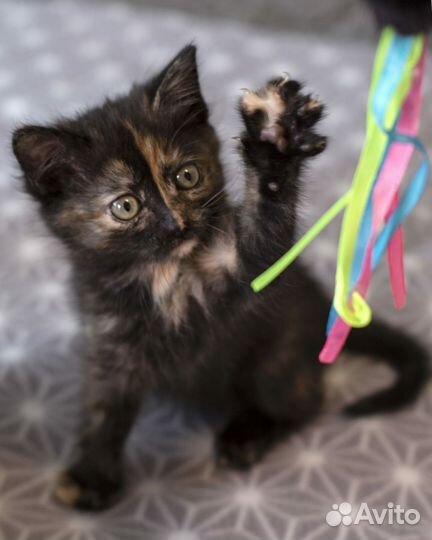 Котенок девочка 2 месяца трехцветная