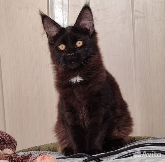 Мейн-кун девочка