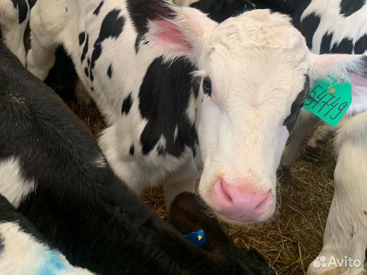 Телята бычки