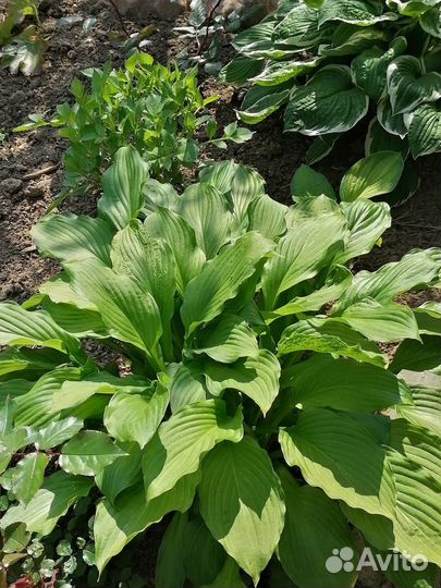 Растения цветы для сада