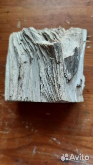 Окаменелое реликтовое дерево