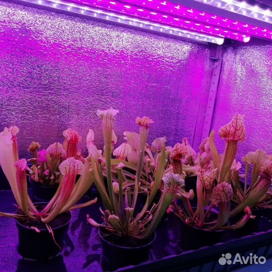 Хищные растения