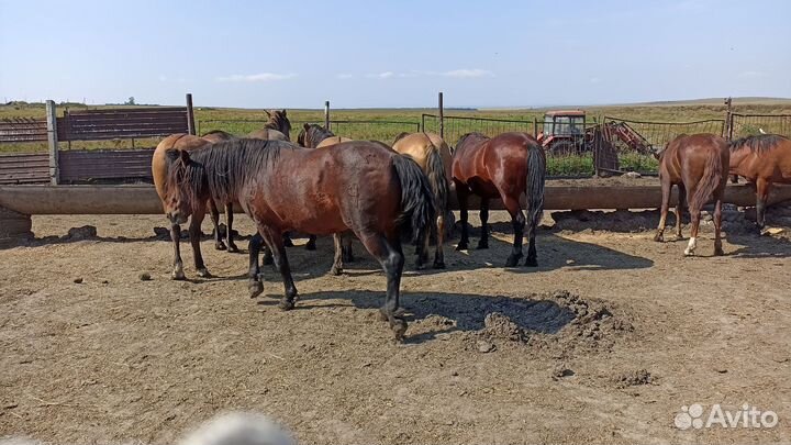 Лошади ЖЕРЕБЦЫ