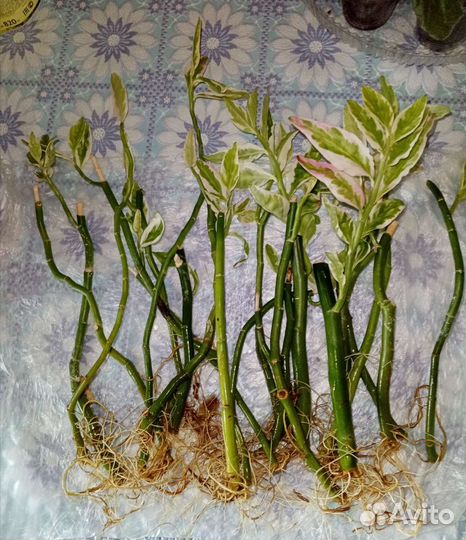 Педилантус пеперомия