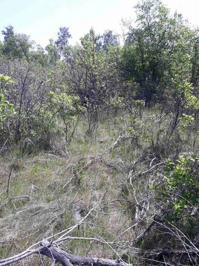 Участок 7,3 сот. (СНТ, ДНП)