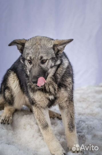 Собаки ищут человека метис