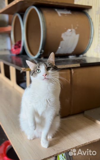 Кот мальчик (Приют Пушистики)