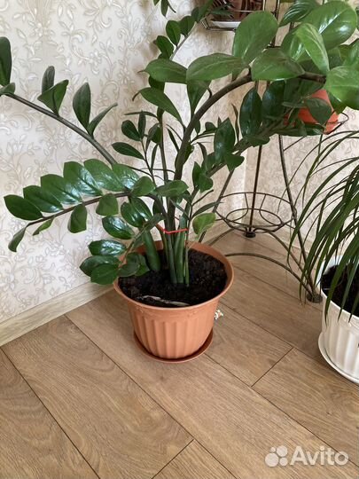 Замиокулькас