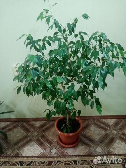 Комнатные цветы