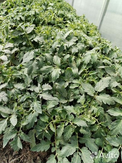 Рассада томатов